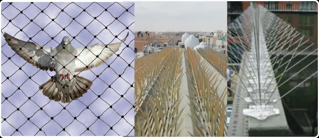 شركة مكافحة الحمام في صبيا