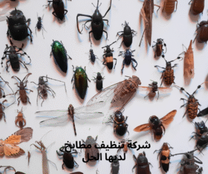 شركة تنظيف مطابخ