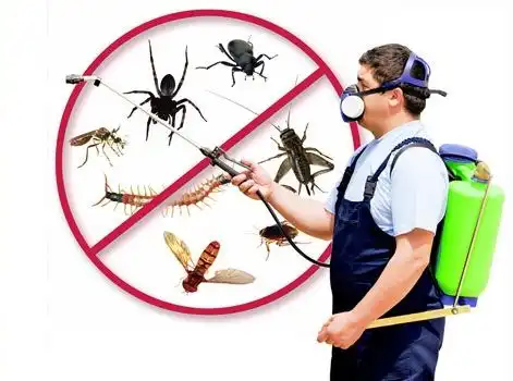مكافحة الحشرات في جازان 4 شركة مكافحة الحشرات في جازان