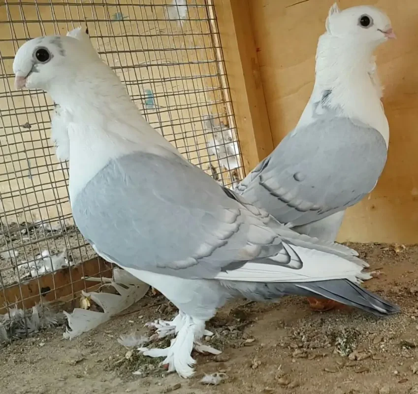 شركة مكافحة الحمام في صبيا