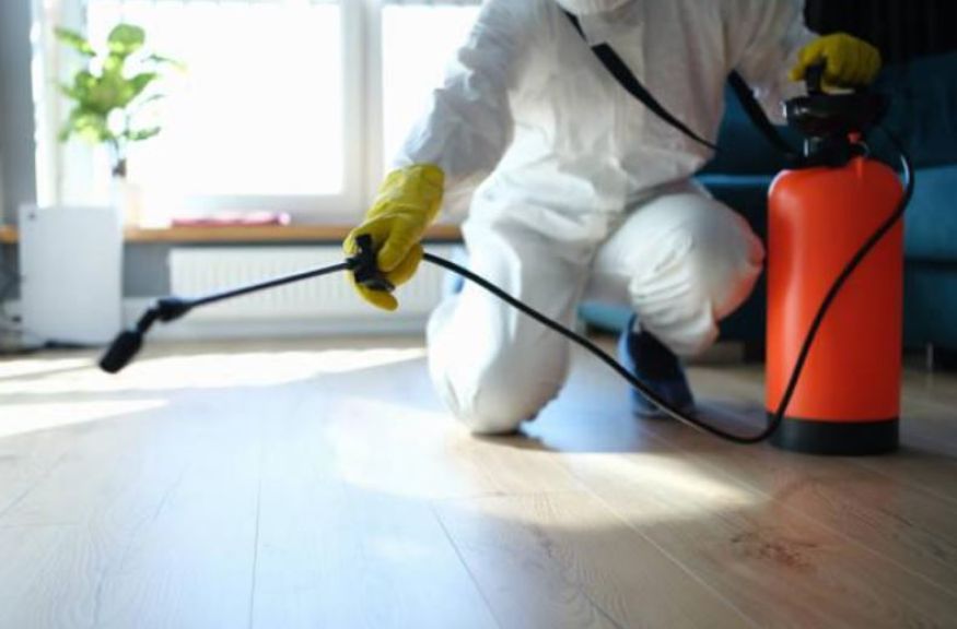 مكافحة الحشرات في المضايا 4 خدمة مكافحة الحشرات في المضايا