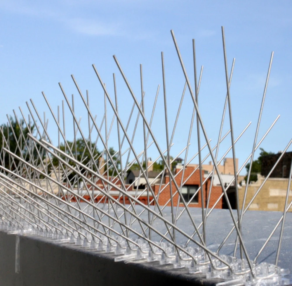 شركة مكافحة الحمام في صبيا