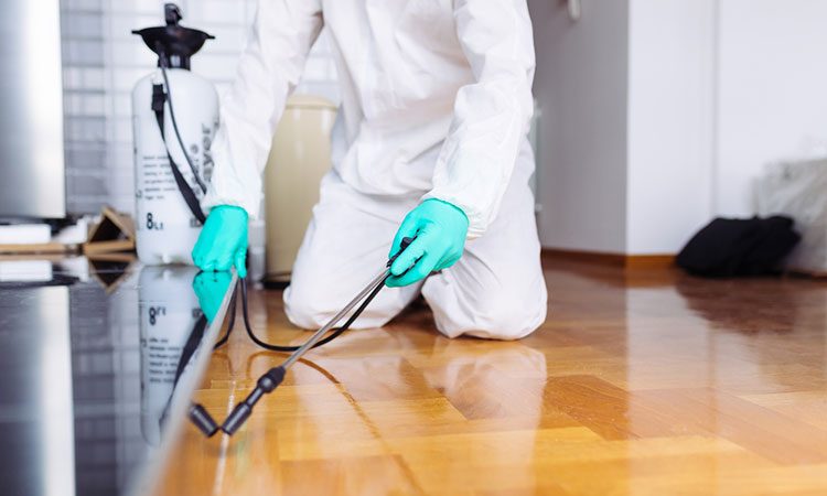 مكافحة الحشرات في المضايا 3 شركة مكافحة الحشرات في المضايا