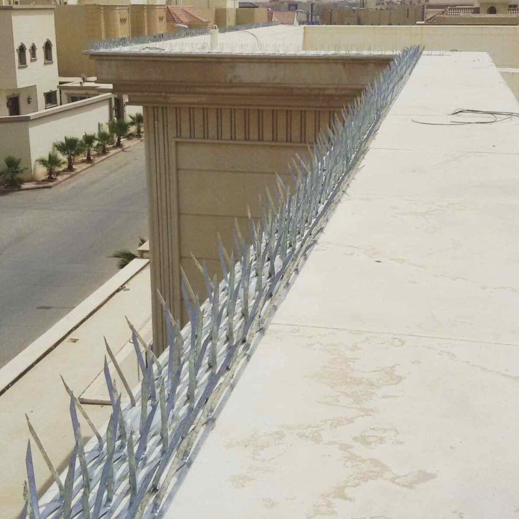 شركة مكافحة الحمام في جيزان 