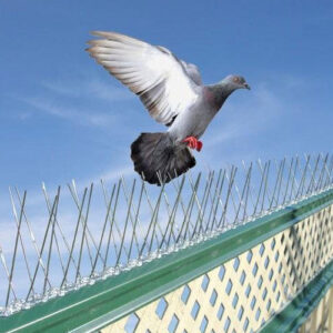 مكافحة الحمام في أحد المسارحة 3 شركة مكافحة الحمام في أحد المسارحة