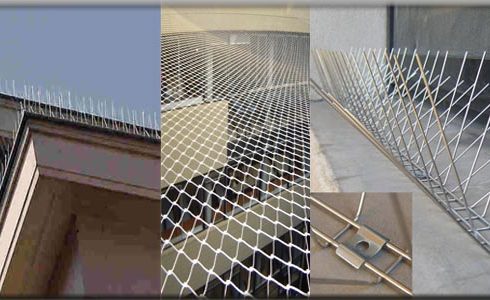 شركة مكافحة الحمام في جيزان