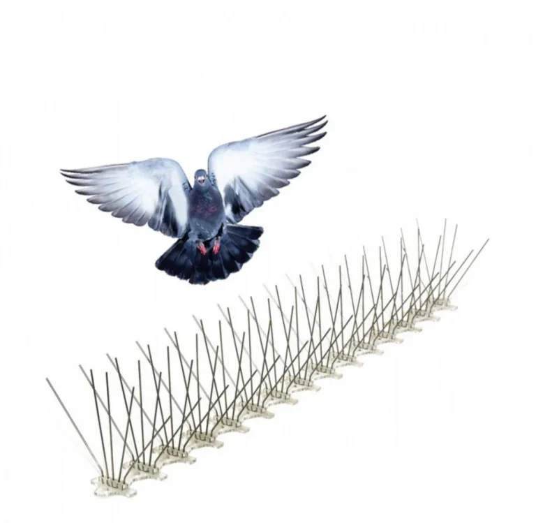 مكافحة الحمام في صبيا