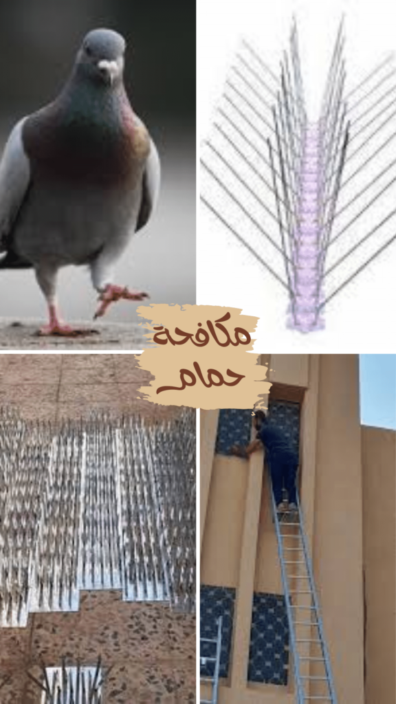 مكافحة الحمام في صامطة