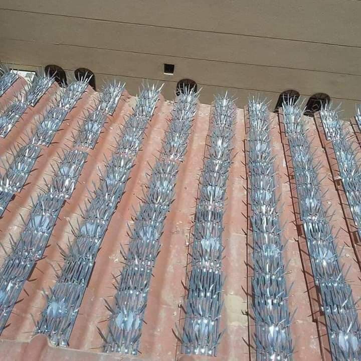 مكافحة الحمام في المضايا