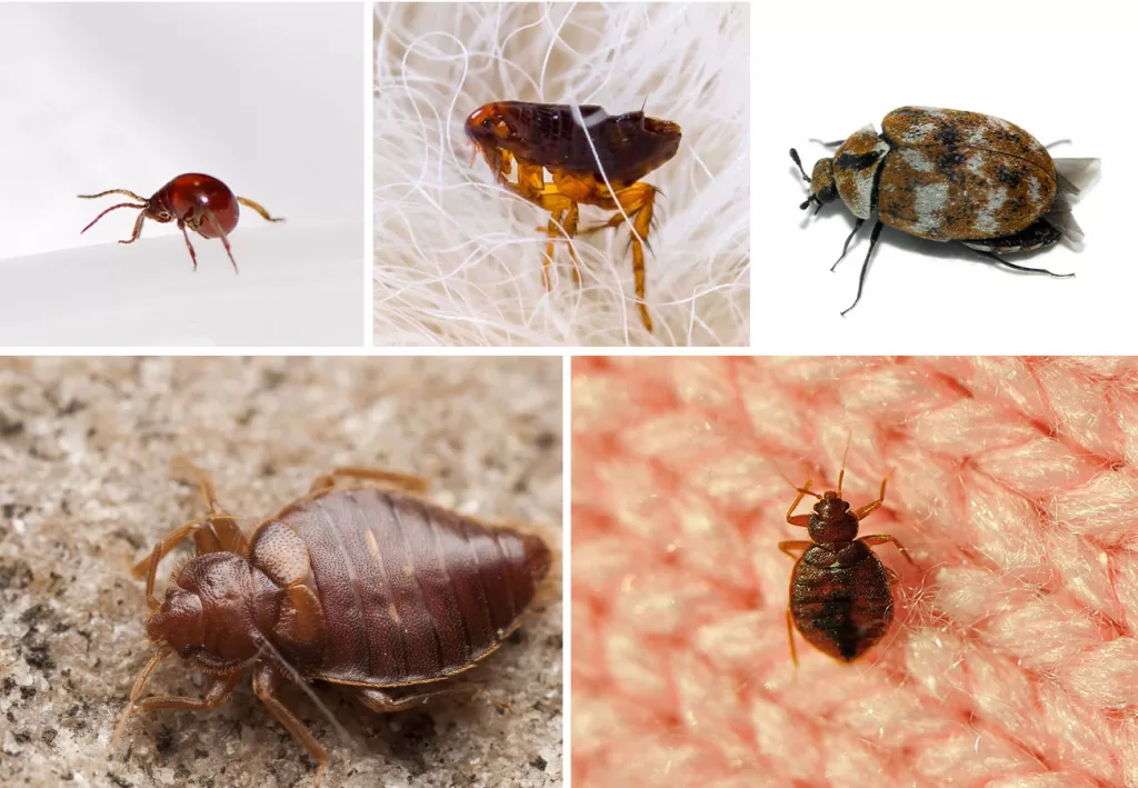 شركة مكافحة حشرات البق في صامطة