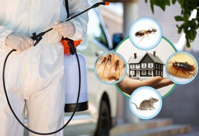 شركة مكافحة حشرات مطاعم في صامطة