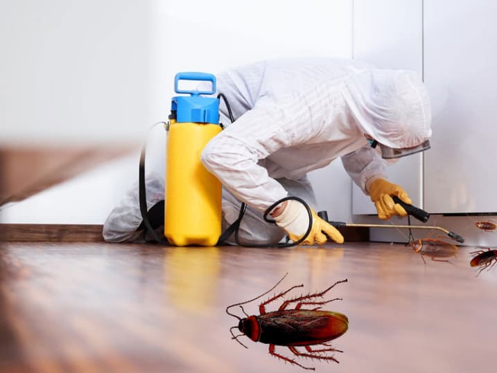 شركة مكافحة حشرات مطاعم في جيزان 