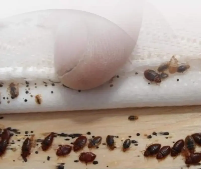 شركة مكافحة حشرات الفراش في صبيا