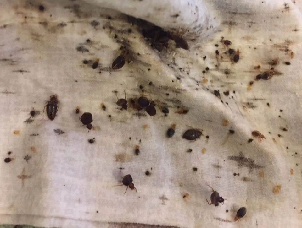 شركة مكافحة حشرات الفراش في المضايا