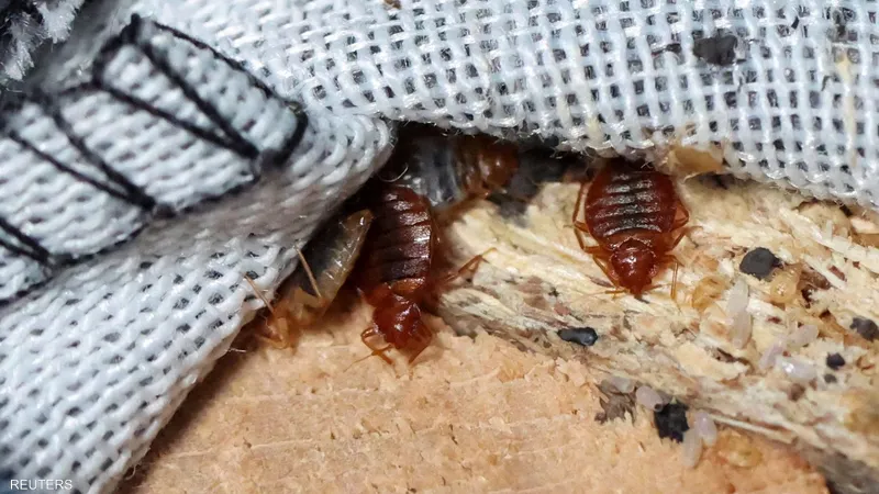 شركة مكافحة حشرات الفراش في صامطة