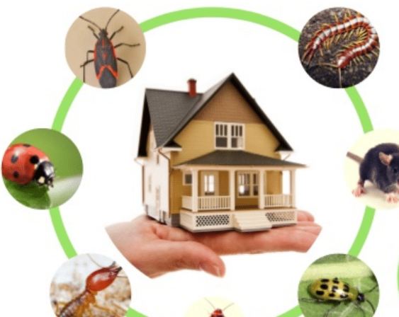 افضل شركة مكافحة حشرات وفئران أحد مسارحة