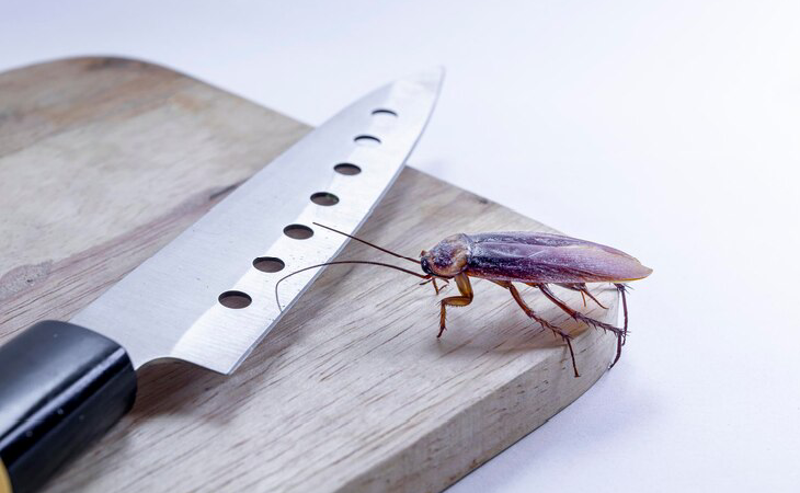 شركة مكافحة صراصير في جازان