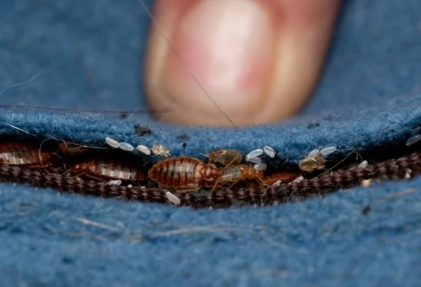 شركة مكافحة حشرات البق في صبيا