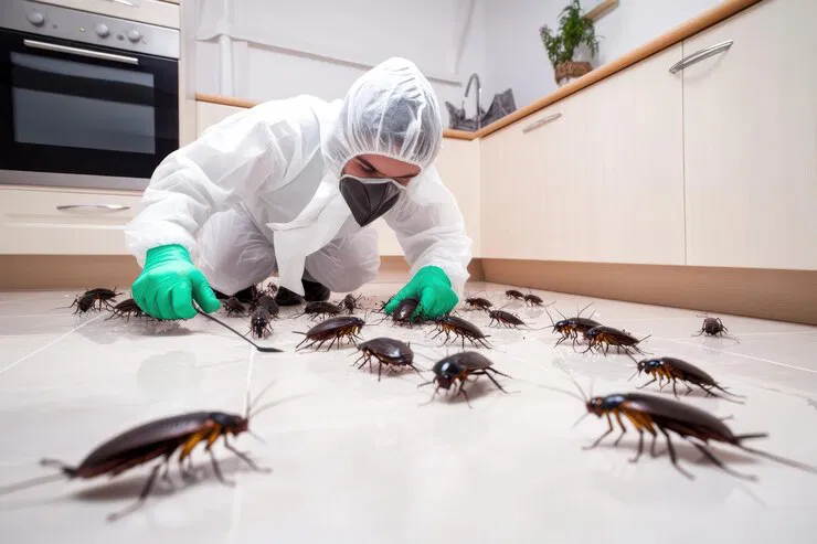 شركة مكافحة حشرات مطاعم في جيزان