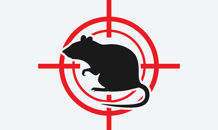 افضل شركة مكافحة حشرات وفئران في صبيا