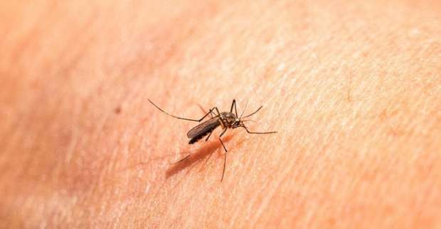 أحسن شركة مكافحة الناموس بجازان