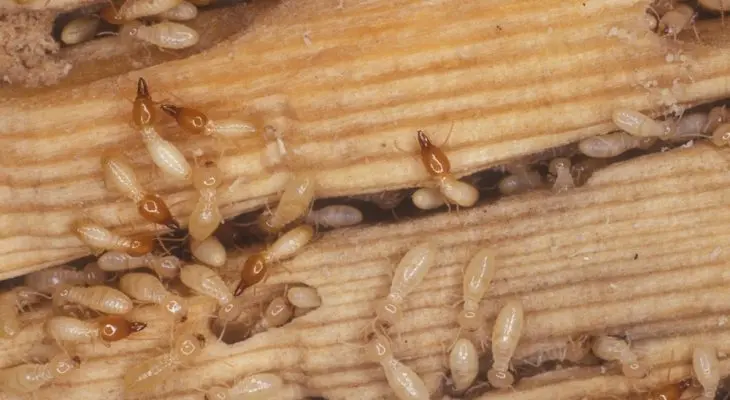 أحسن شركة مكافحة النمل الابيض بالمضايا 2 أحسن شركة مكافحة النمل الابيض بالمضايا