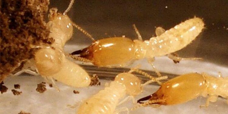 القضاء على النمل الأبيض بصبيا