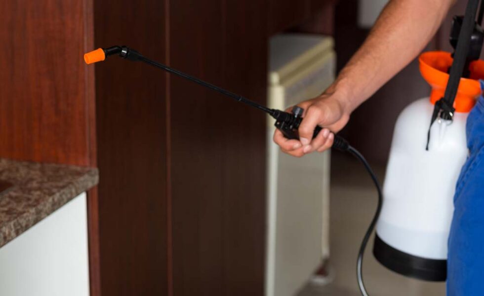 أرخص شركة مكافحة العتة بصبيا 3 شركة مكافحة العتة بصبيا