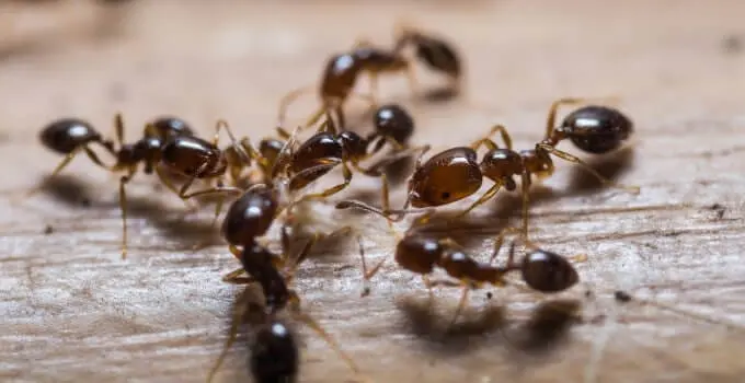 أحسن شركة مكافحة النمل الابيض بالمضايا 3 شركة مكافحة النمل الابيض بالمضايا