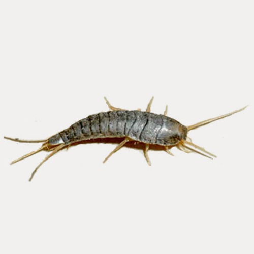 مميزات شركة مكافحة العتة بجازان